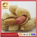 Roasted Peanut in Shell Good Quality for Sale